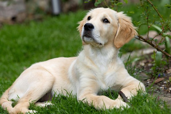 Hoe kun je de vacht van je kat het beste verzorgen en onderhouden?