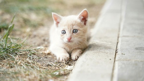 Hoe herken je een zieke hamster en wat moet je doen?